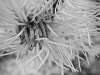 Pine Needles